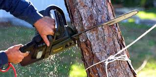 Best Emergency Tree Removal  in Big Bend, WI
