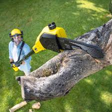  Big Bend, WI Tree Services Pros