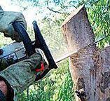 Best Tree Preservation Services  in Big Bend, WI