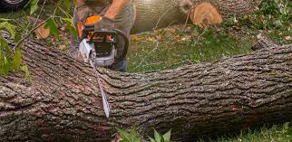 Best Tree Mulching  in Big Bend, WI