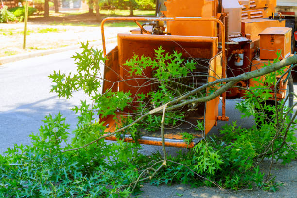 Best Tree Trimming and Pruning  in Big Bend, WI