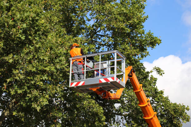 Best Tree Cabling and Bracing  in Big Bend, WI