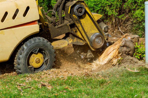 Best Tree Removal  in Big Bend, WI