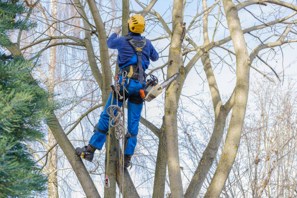 Best Aeration Services  in Big Bend, WI