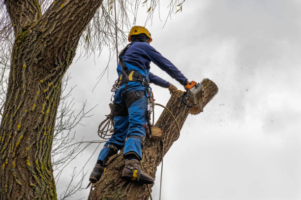 Best Fruit Tree Pruning  in Big Bend, WI