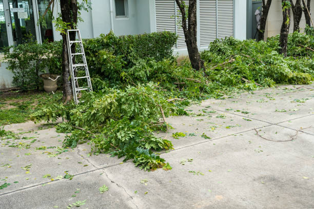 How Our Tree Care Process Works  in  Big Bend, WI