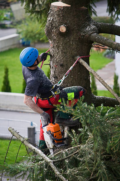 Best Root Management and Removal  in Big Bend, WI