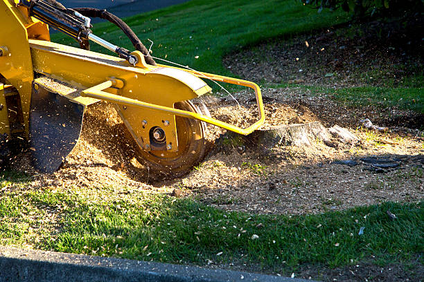 Best Leaf Removal  in Big Bend, WI