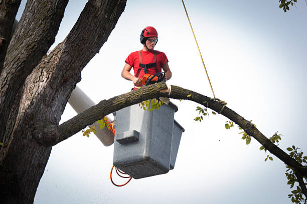 Best Commercial Tree Services  in Big Bend, WI