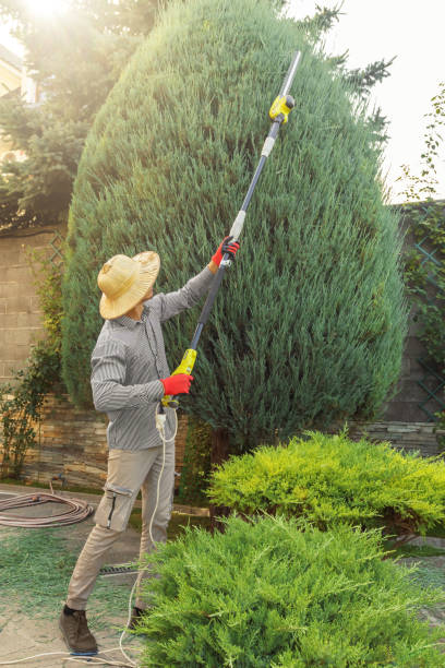 Best Arborist Consultation Services  in Big Bend, WI