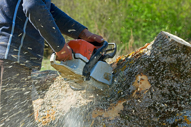 Lawn Maintenance Plans in Big Bend, WI