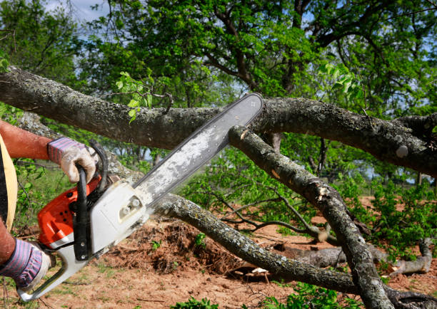 Best Tree and Shrub Care  in Big Bend, WI